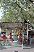 Sarnath - the Bodhi tree